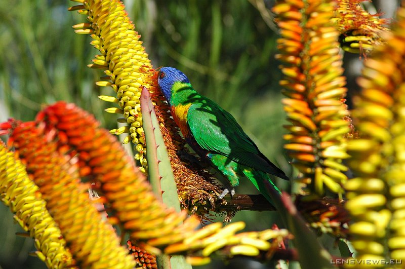 Rainbow Lorikeet 102 